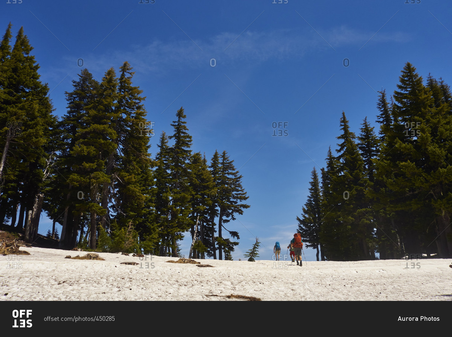 Backpackers cross some late season snow at Mt Hood Meadows while hiking the Timberline Trail
