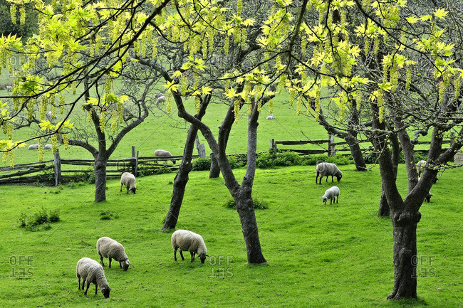 Sheep grazing in a field, the Ruckle Farm, Ruckle Provincial Park, Saltspring Island, British Columbia, Canada