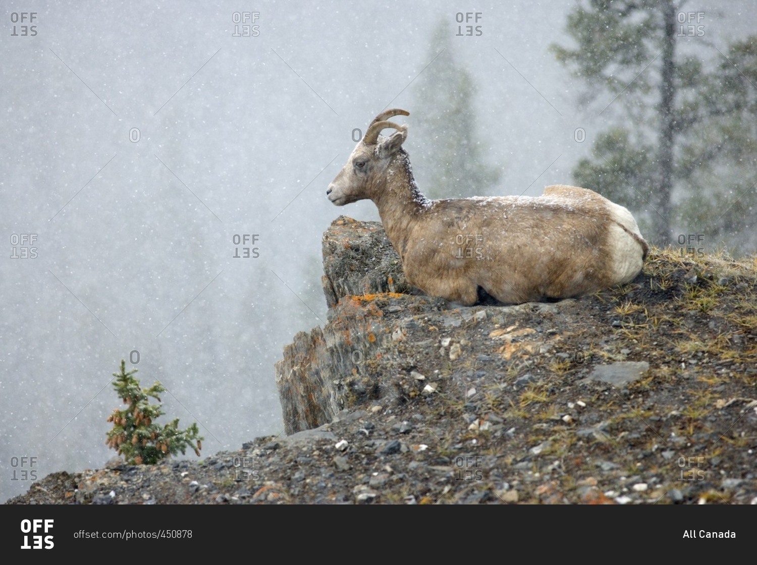 Bighorn sheep (Ovis canadensis) on cliff in snowstorm, Jasper National
