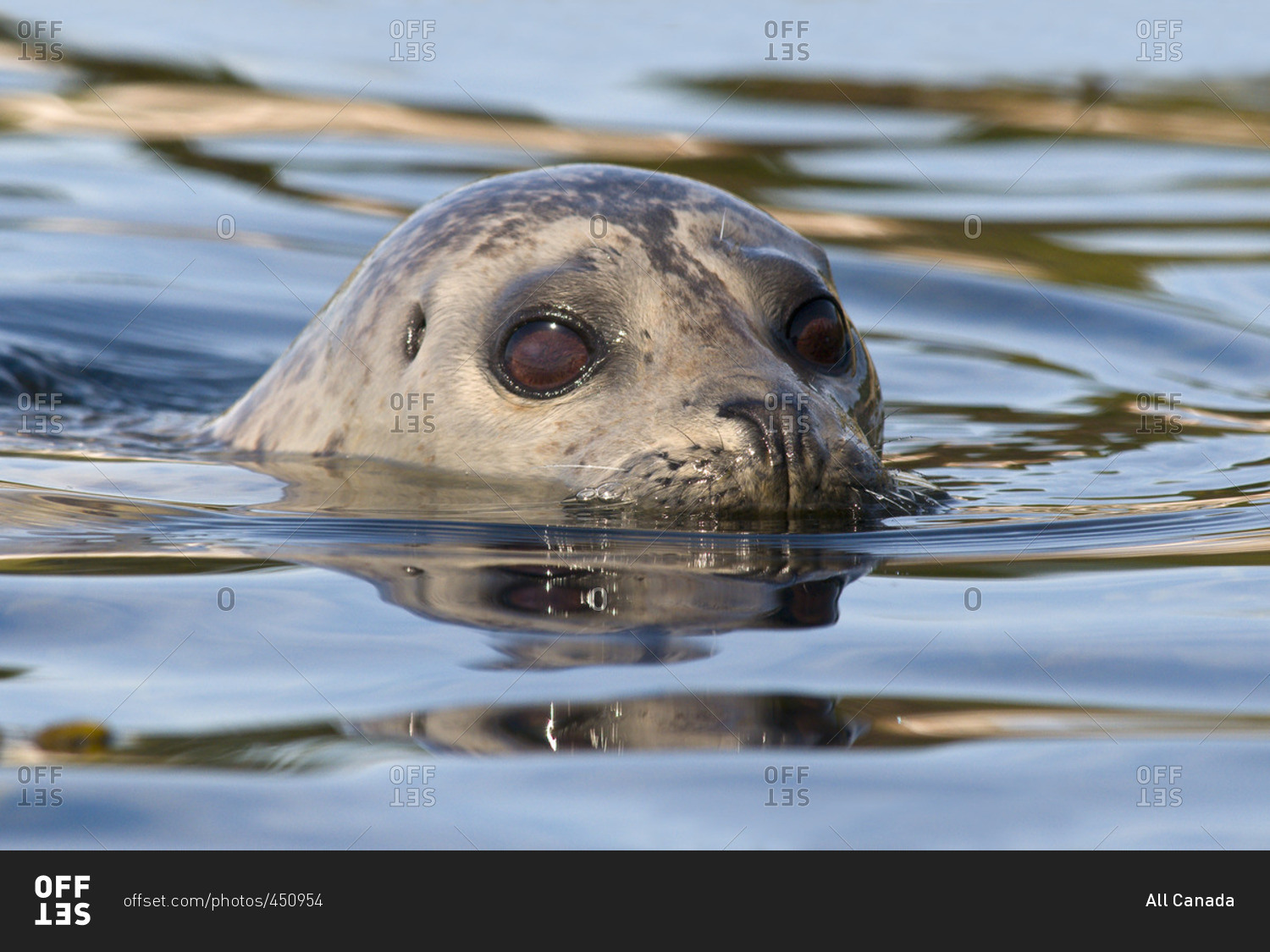 Harbor seal (Phoca vitulina) surfacing off Oak Bay, Victoria, Vancouver Island, British Columbia, Canada