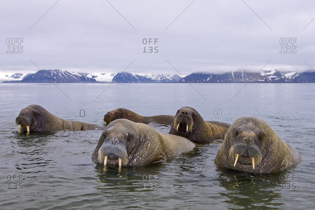 Adult male Atlantic walruses (Odobenus rosmarus rosmarus), Svalbard Archipelago, Arctic Norway