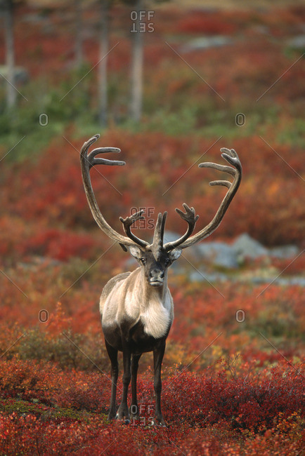 Barren-ground Caribou on autumn tundra, Rangifer tarandus groenlandicus. Near Whitefish Lake, NWT, Canada