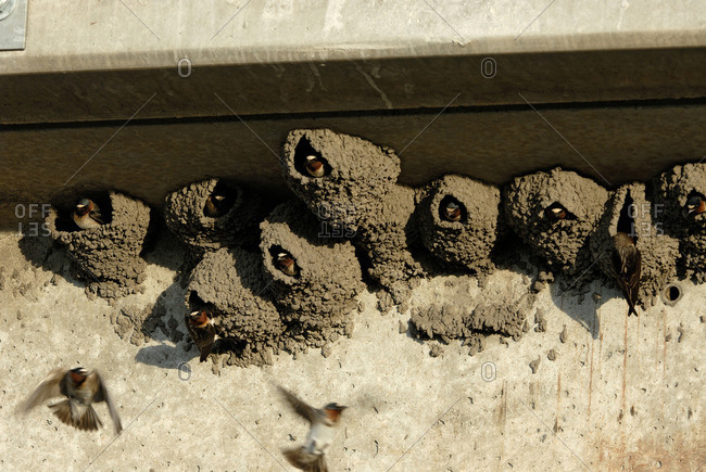Cliff swallows (Petrochelidon pyrrhonota) looking out from mud-formed nests, South Dakota, USA
