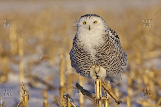 A young female snowy owl (Bubo scandiacus) hunting for rodents near Ottawa, Ontario, Canada