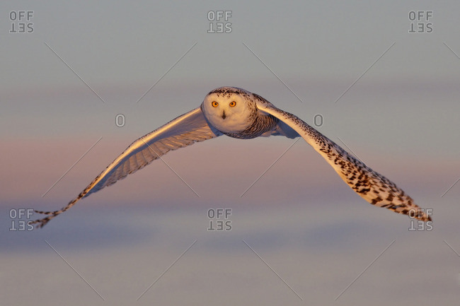 A young female snowy owl (Bubo scandiacus) hunting for rodents near Ottawa, Ontario, Canada