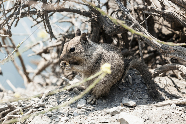 California ground squirrel eating nut among broken branches on sunny day