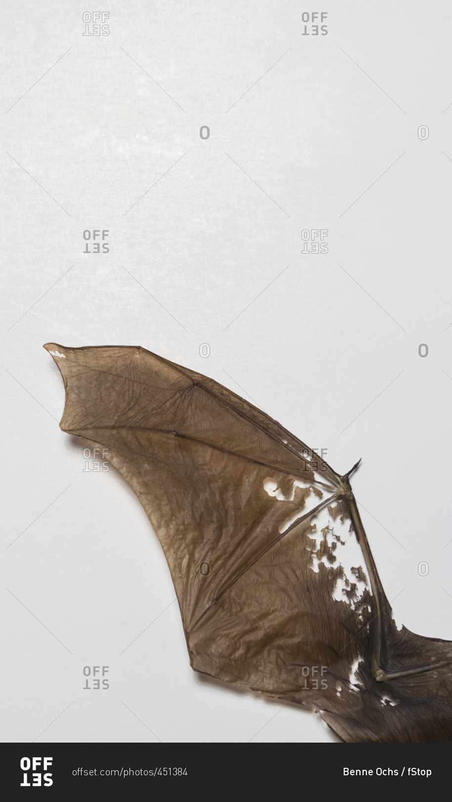 Directly above shot of fossil bat wing over white background
