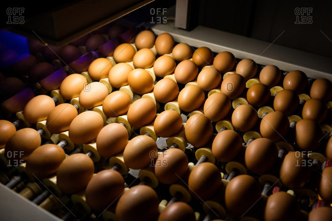 Eggs in lighting control quality in egg factory