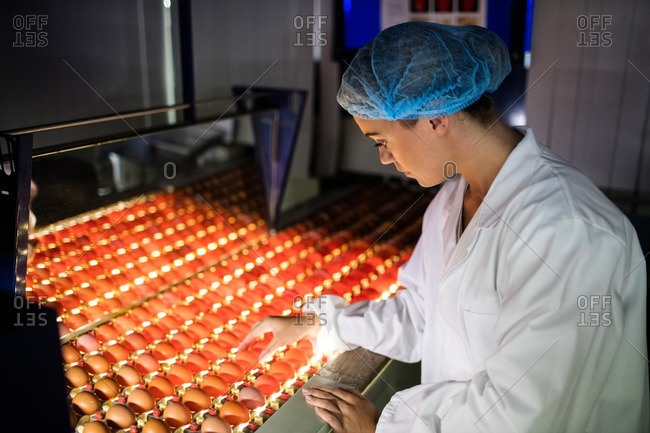Female staff examining eggs in lighting control quality in egg factory