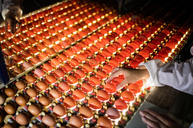 Female staff examining eggs in lighting control quality in egg factory