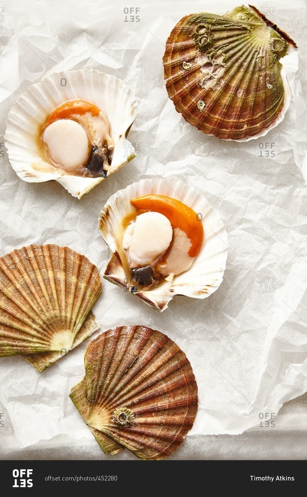 Colorful Diver Scallops opened on wax paper stock photo - OFFSET