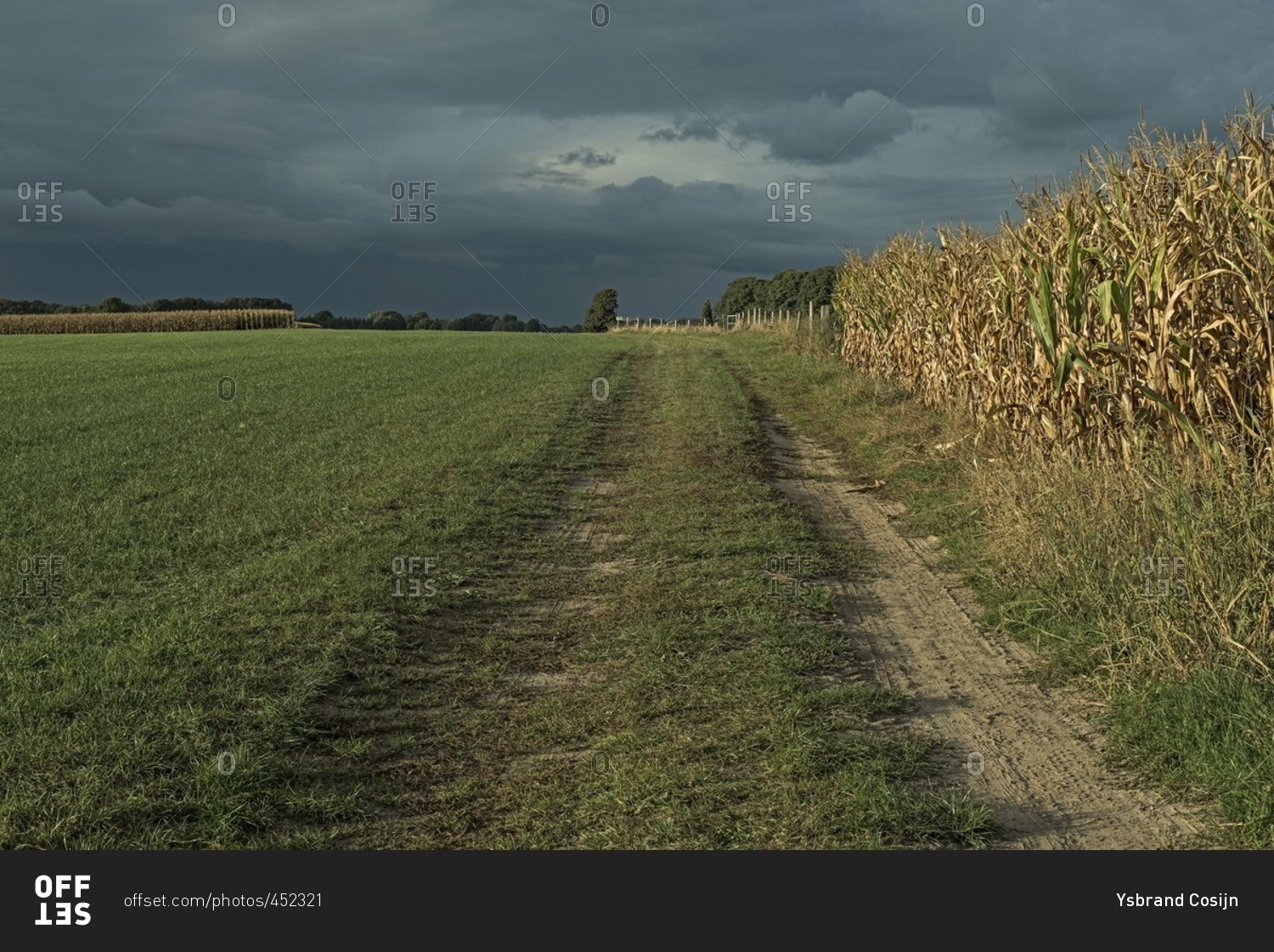 Tire track in farmland with corn field under dark sky, Achterhoek, Gelderland, The Netherlands