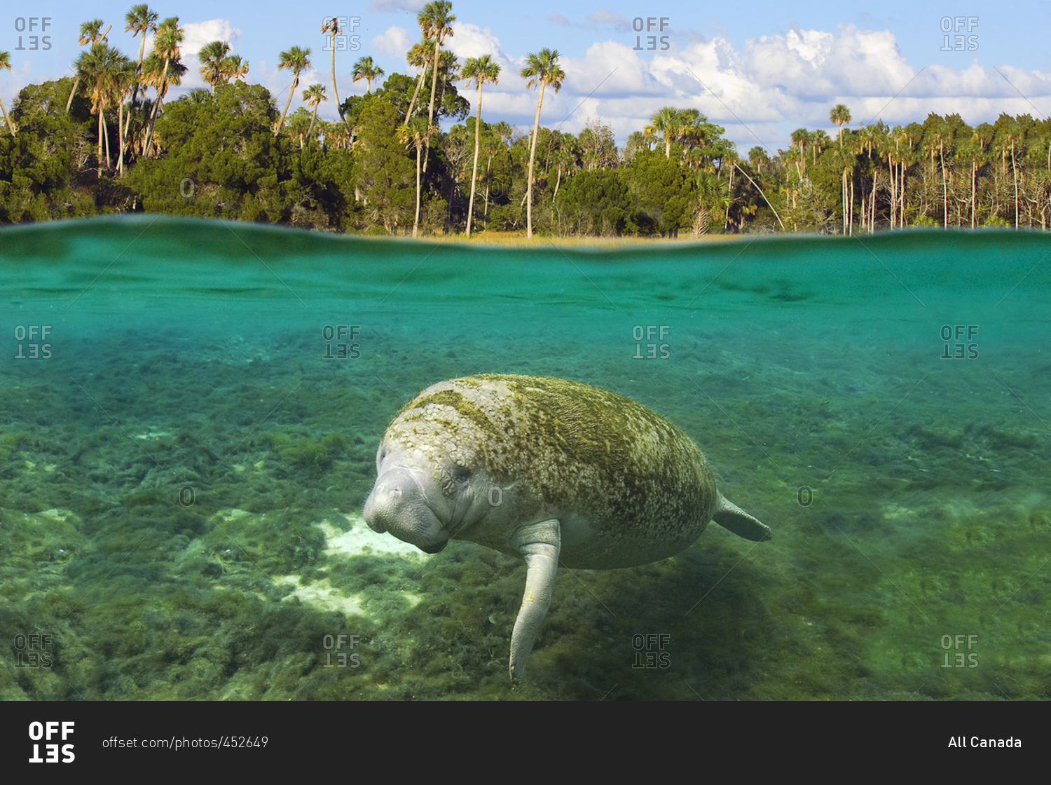 Subadult Florida Manatee (Trichechus Manatus Latirostris), Crystal ...