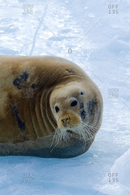 Adult male bearded seal (Erignathus barbatus), resting on the edge of a slad of sea ice, Svalbard, Arctic Norway