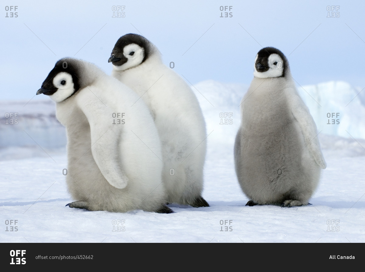 Emperor Penguin chicks (Aptenodytes forsteri), Snow Hill Island, Weddell Sea, Antarctica