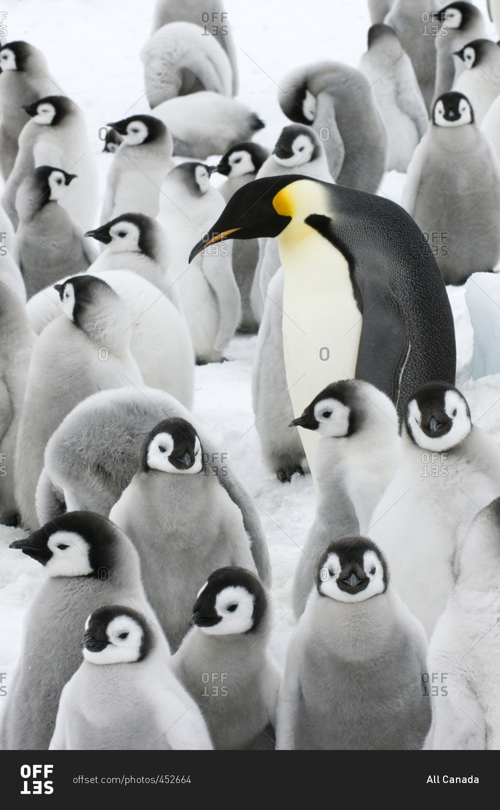 Adult emperor penguin (Aptenodytes forsteri) and chicks, Snow Hill Island, Antarctic Peninsula