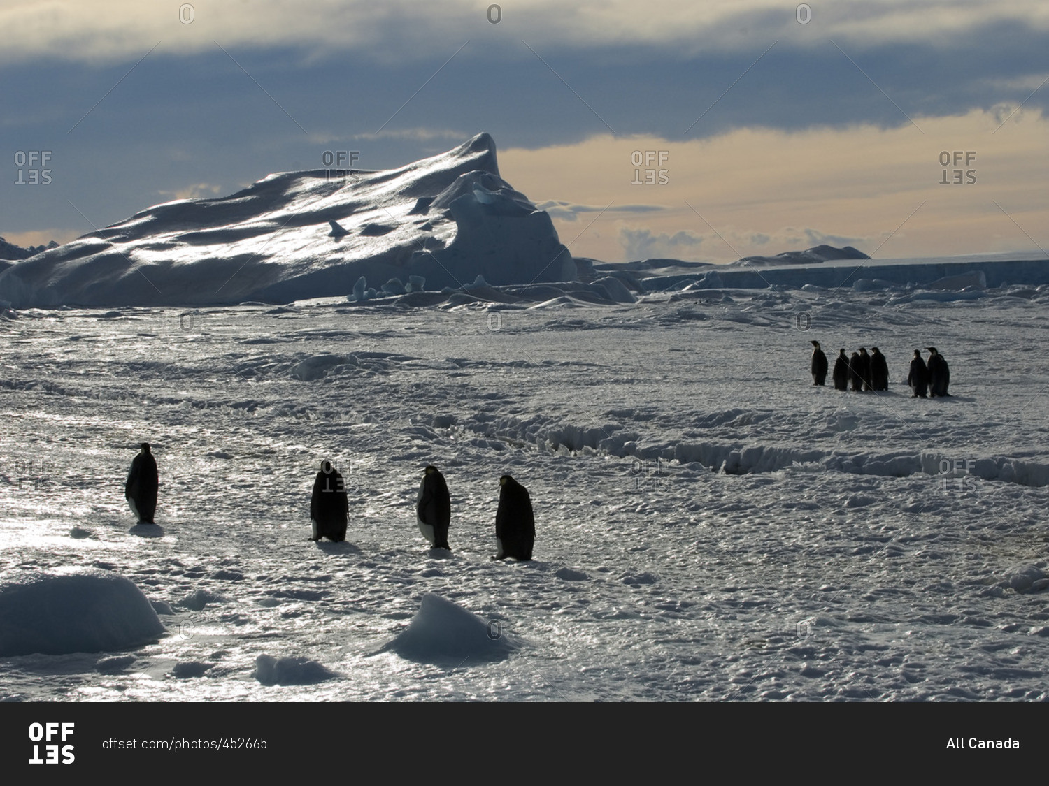 Adult emperor penguins (Aptenodytes forsteri) returning to their nesting colony from a foraging trip at sea, Snow Hill Island, Weddell Sea, Antarctica
