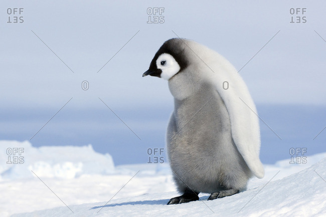 Emperor penguin  (Aptenodytes forsteri) chick, Snow Hill Island, Weddell Sea, Antarctica