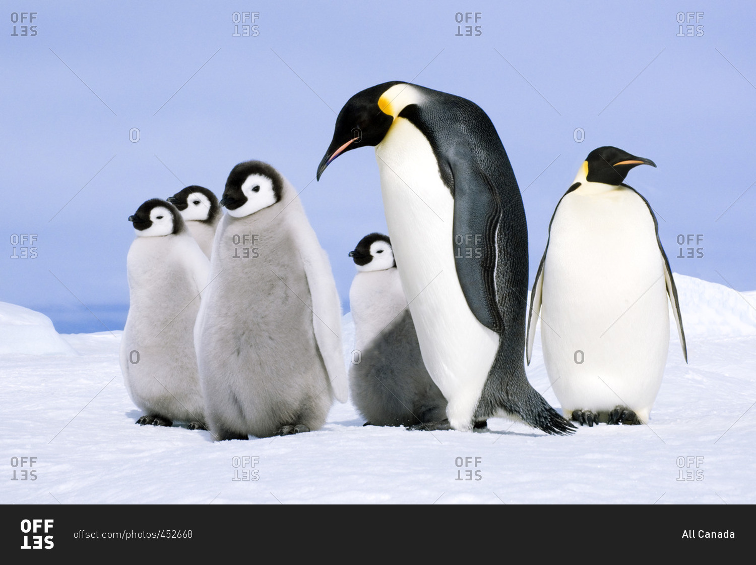 Emperor penguin  (Aptenodytes forsteri) adult and chicks, Snow Hill Island, Weddell Sea, Antarctica