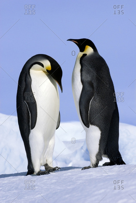 Courting emperor penguins (Aptenodytes forsteri), Snow Hill Island, Weddell Sea, Antarctica