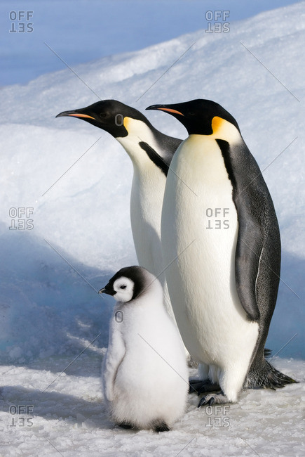 Emperor penguin (Aptenoytes forsteri) chick and adults, Snow Hill Island, Weddell Sea, Antarctica