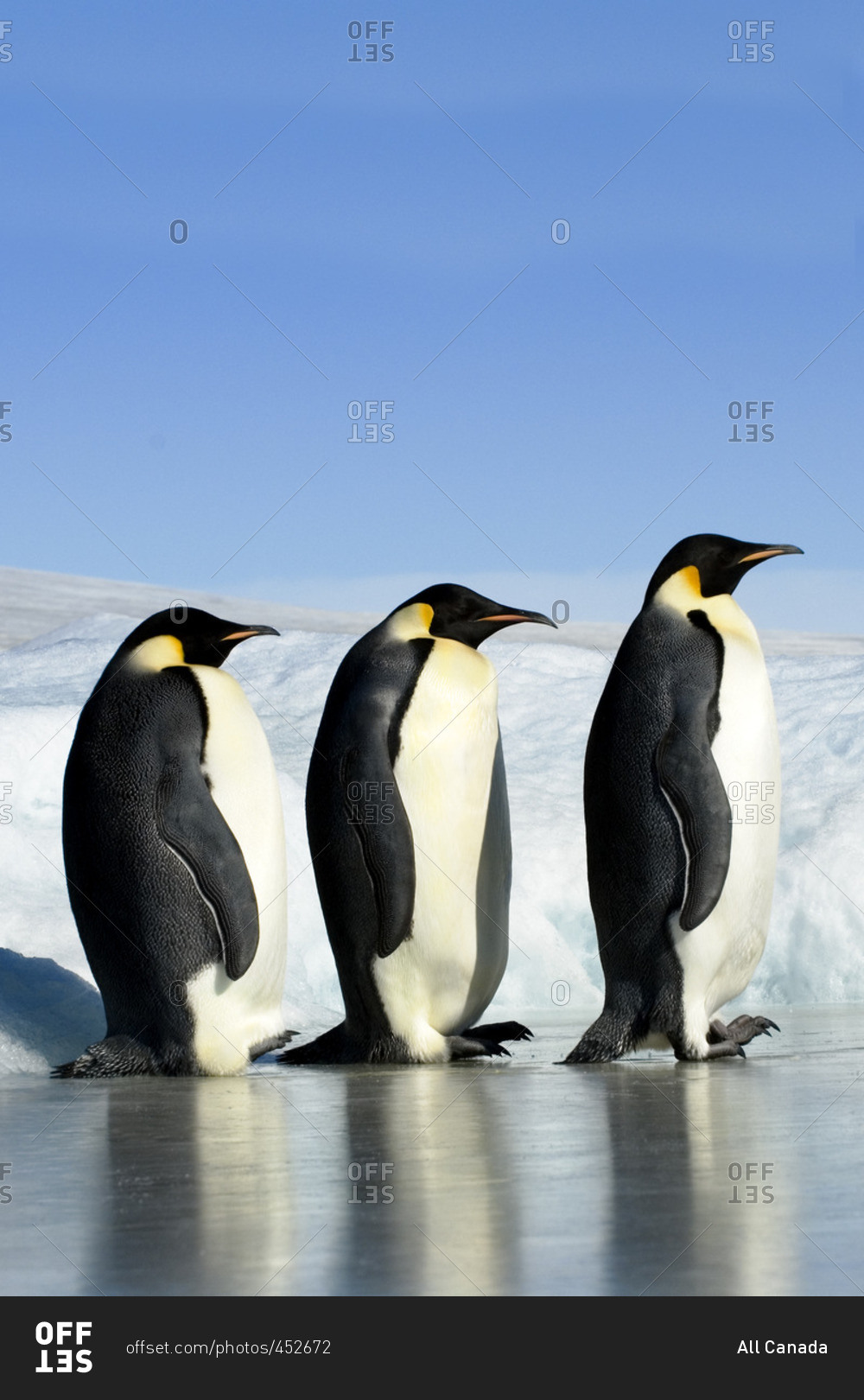 Adult emepror penguins (Aptenodytes fosteri), Snow Hill Island, Weddell Sea, Antarctica