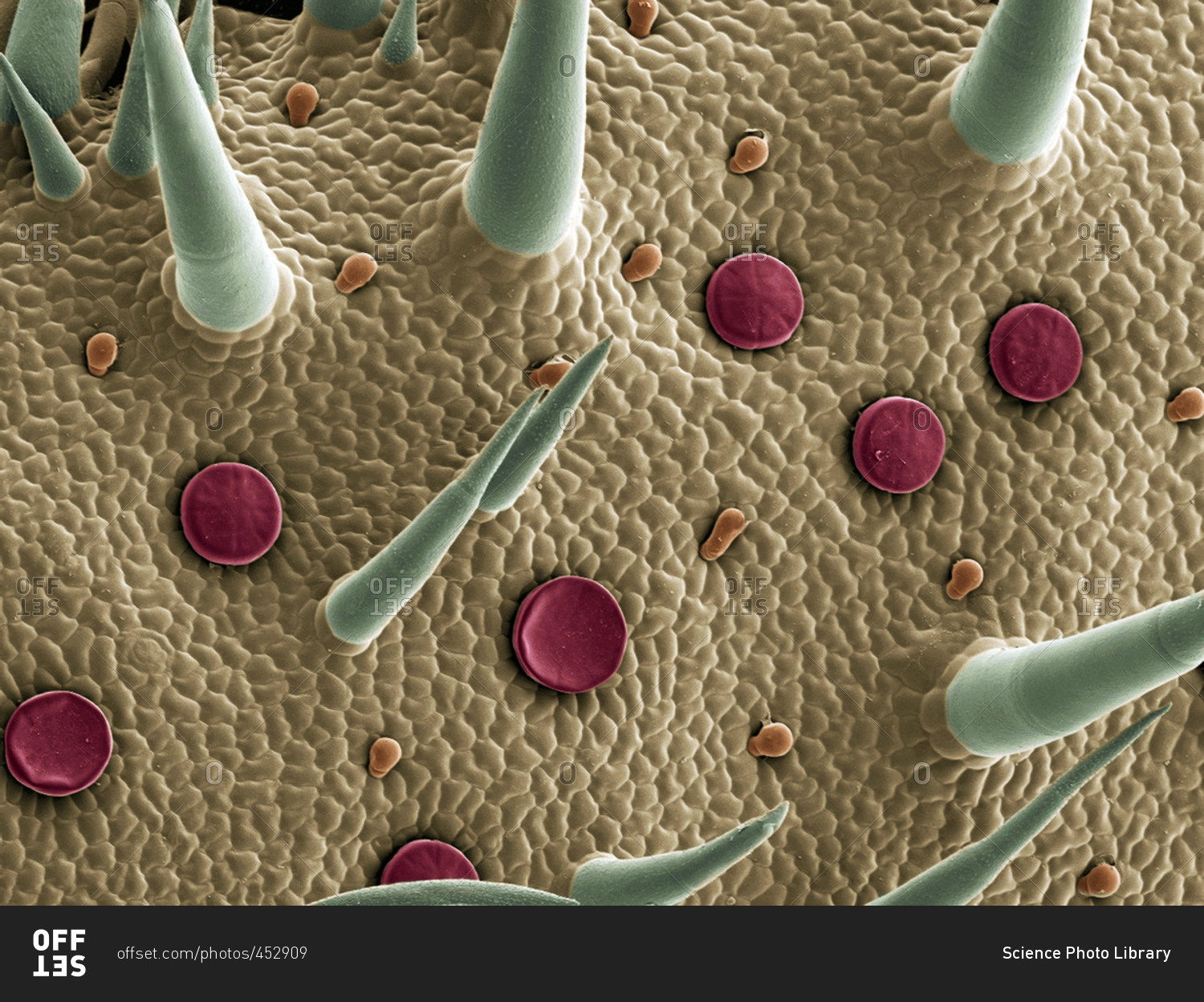 Marjoram (Origanum vilgare) leaf surface, coloured scanning electron micrograph (SEM). Glandular trichomes are red, hair-like trichomes are green. Magnification: x60 when printed at 10 centimetres wide.