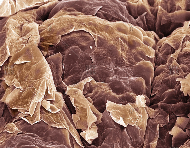 skin cells under light microscope