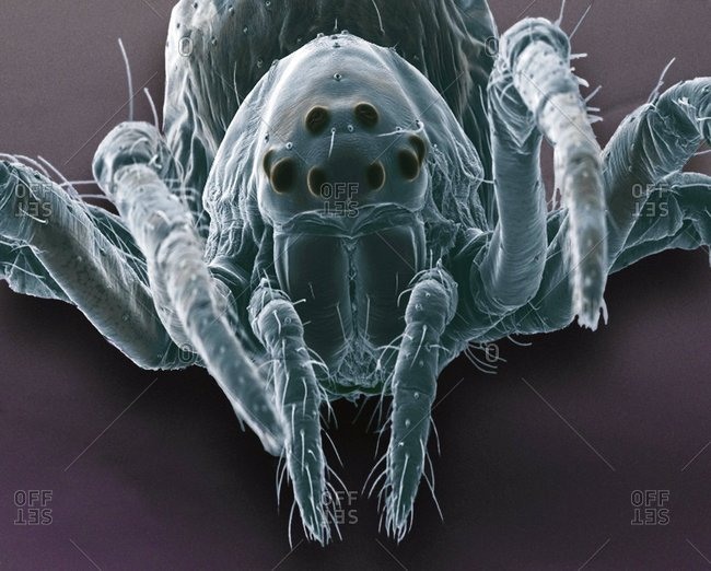 Baby spider, SEM