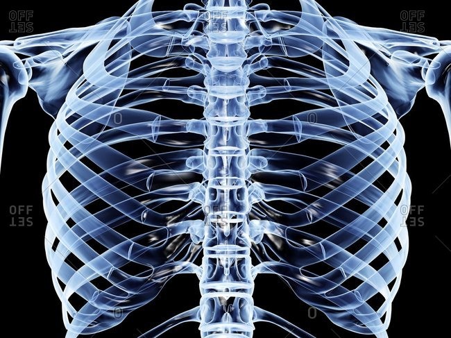 Thorax Stock Photos Offset