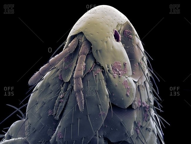Cat flea head, SEM