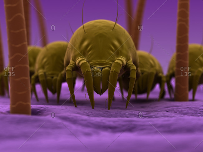 Dust mites, artwork