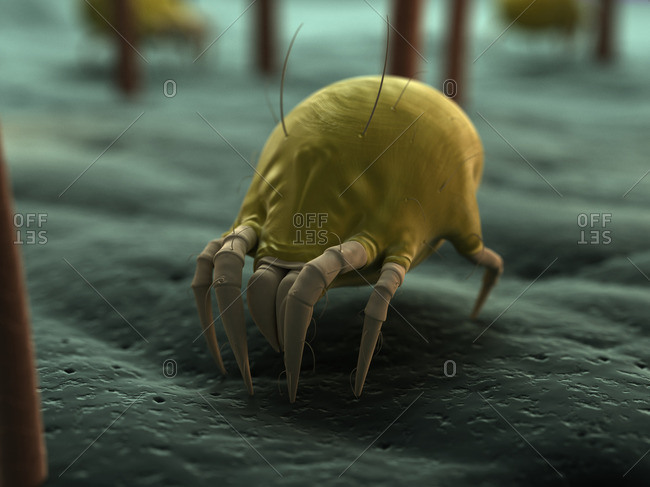 Dust mite, artwork