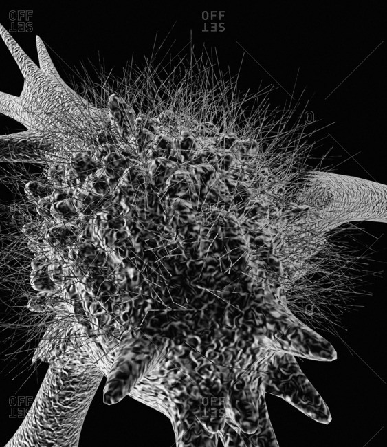 pseudopodia stock photos - OFFSET