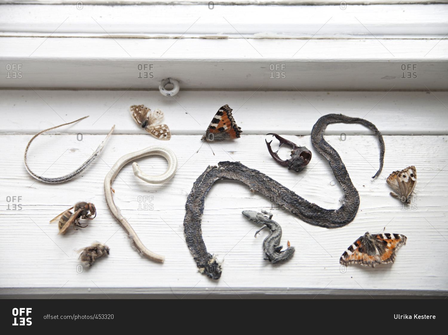 Dried insects and snake skins displayed on windowsill