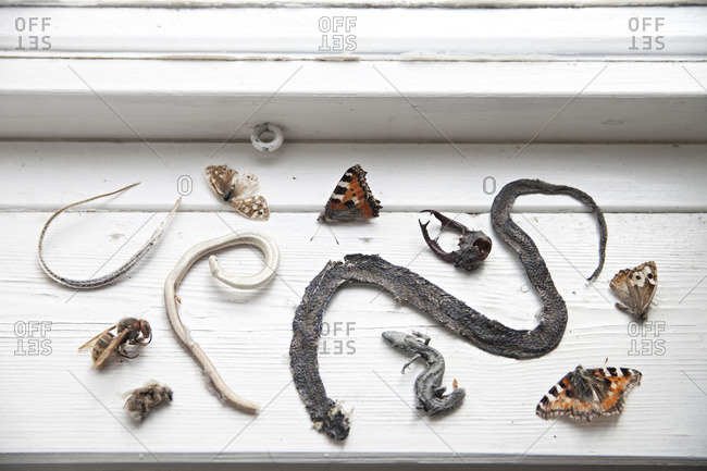 Dried insects and snake skins displayed on windowsill