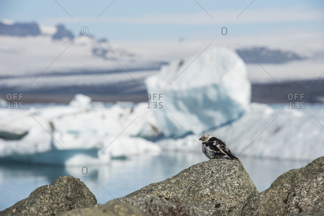 Bird near lake with icebergs