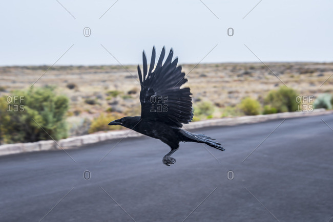 Black bird over desert road