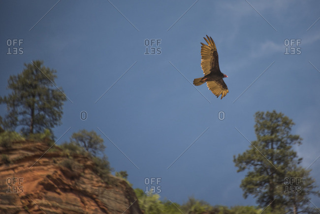 Bird soaring over a rocky landscape