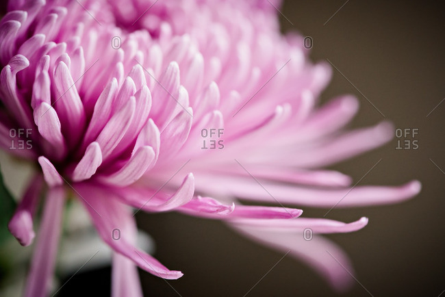Purple spider mum flower