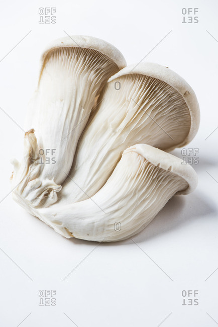 Nebrodi Mushrooms on white background