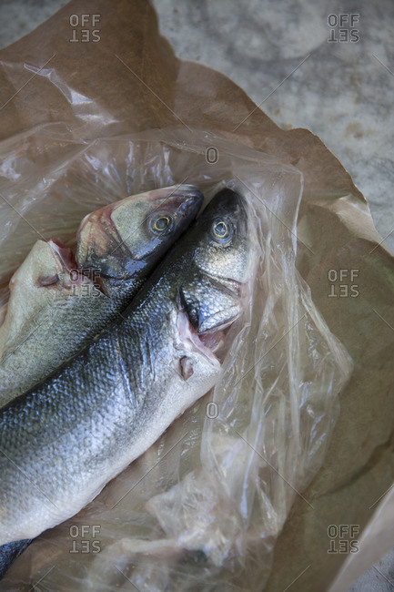Fresh sea bass fish on counter