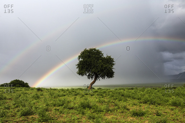 Double rainbow over tree in landscape