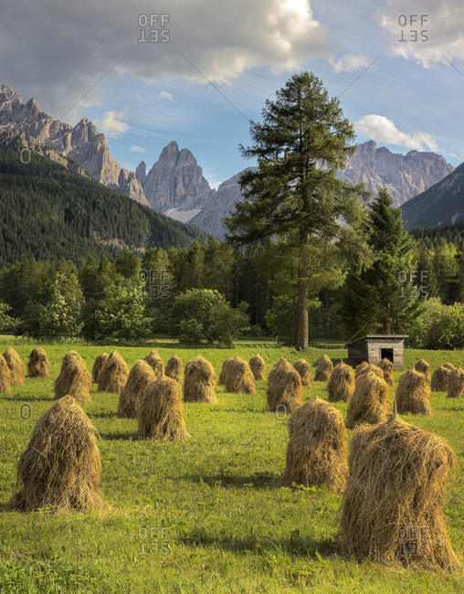 Sheaves on the lawn of Sesto and Cima Dodici (o Croda dei Toni) on background, Bolzano district, South Tyrol