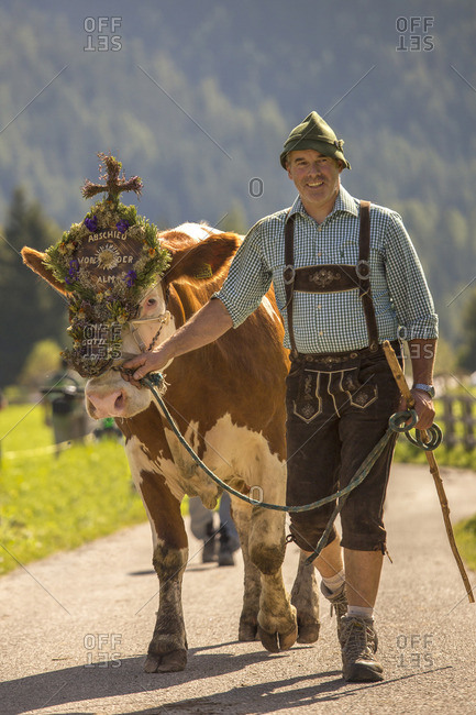 Trentino Alto Adige, Italy - September 24, 2016: Return of the cattle and party for transhumance in Sesto