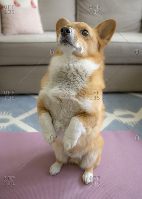 Corgi on standing on its hind legs on a yoga mat