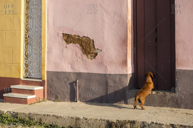 Dog waiting at the door of a colorful house