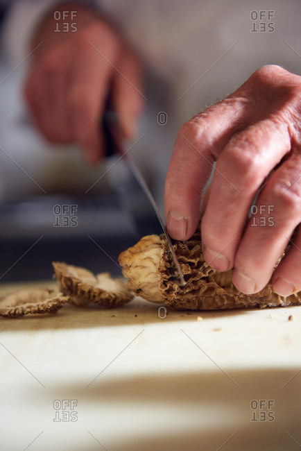 French Chef cutting morel mushrooms for use in a dish in a traditional French restaurant in Incline Village, Lake Tahoe, Nevada.