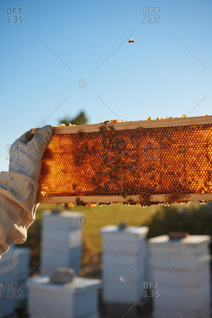 A bee keeper holding a honey comb up to the sunrise in Yerington, Nevada.