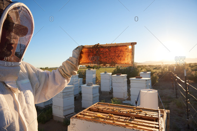 A bee keeper holding a honey comb up to the sunrise in Yerington, Nevada.